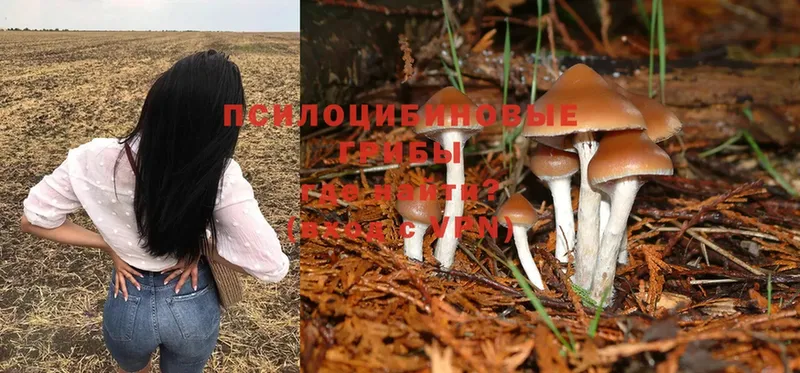 Псилоцибиновые грибы Psilocybe  Комсомольск 